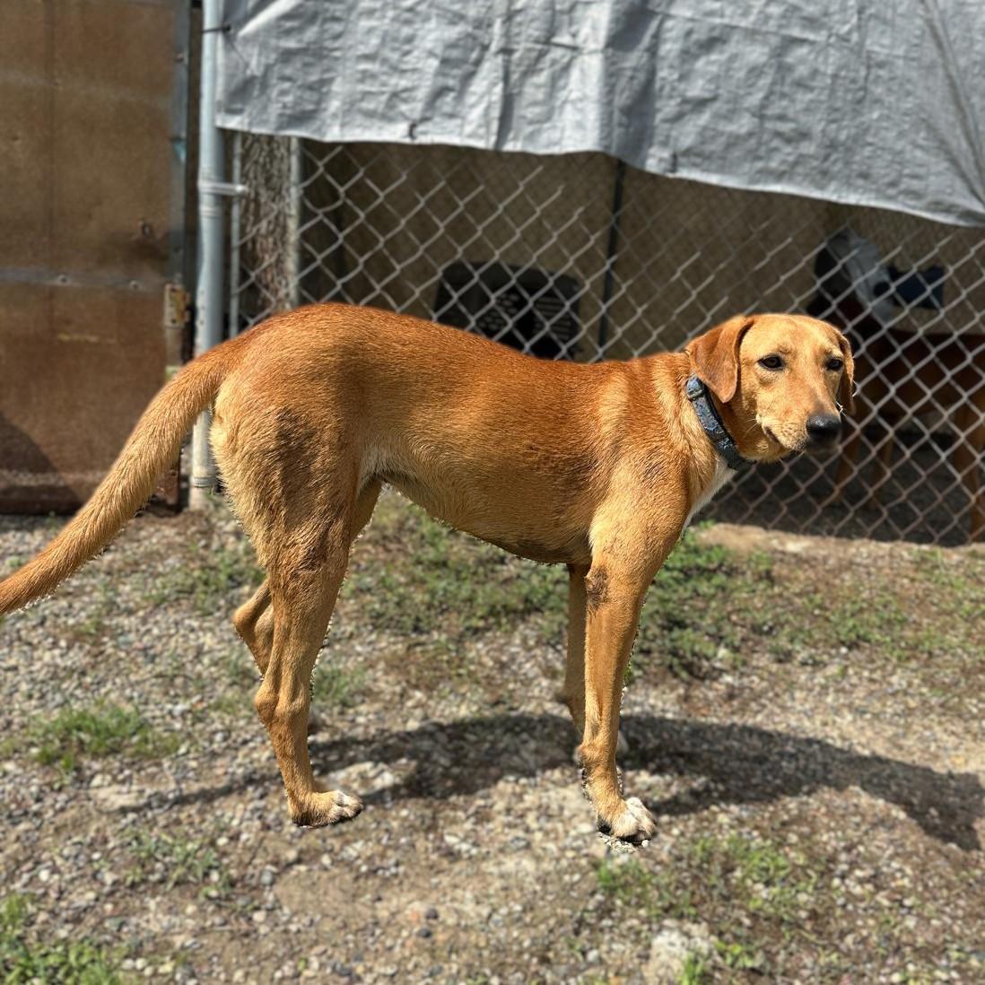Enlarge Lenni, an adopted Mixed Breed in Victoria, BC image 6/6