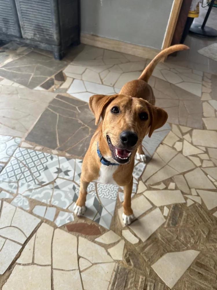 Enlarge Lenni, an adopted Mixed Breed in Victoria, BC image 3/6