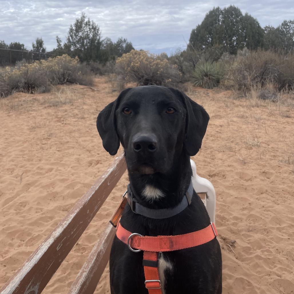 Finn, Adoptable, Adult Male Labrador Retriever.