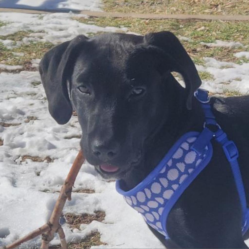 Finn, a Adoptable mixed breed in Kanab, UT image 2/4