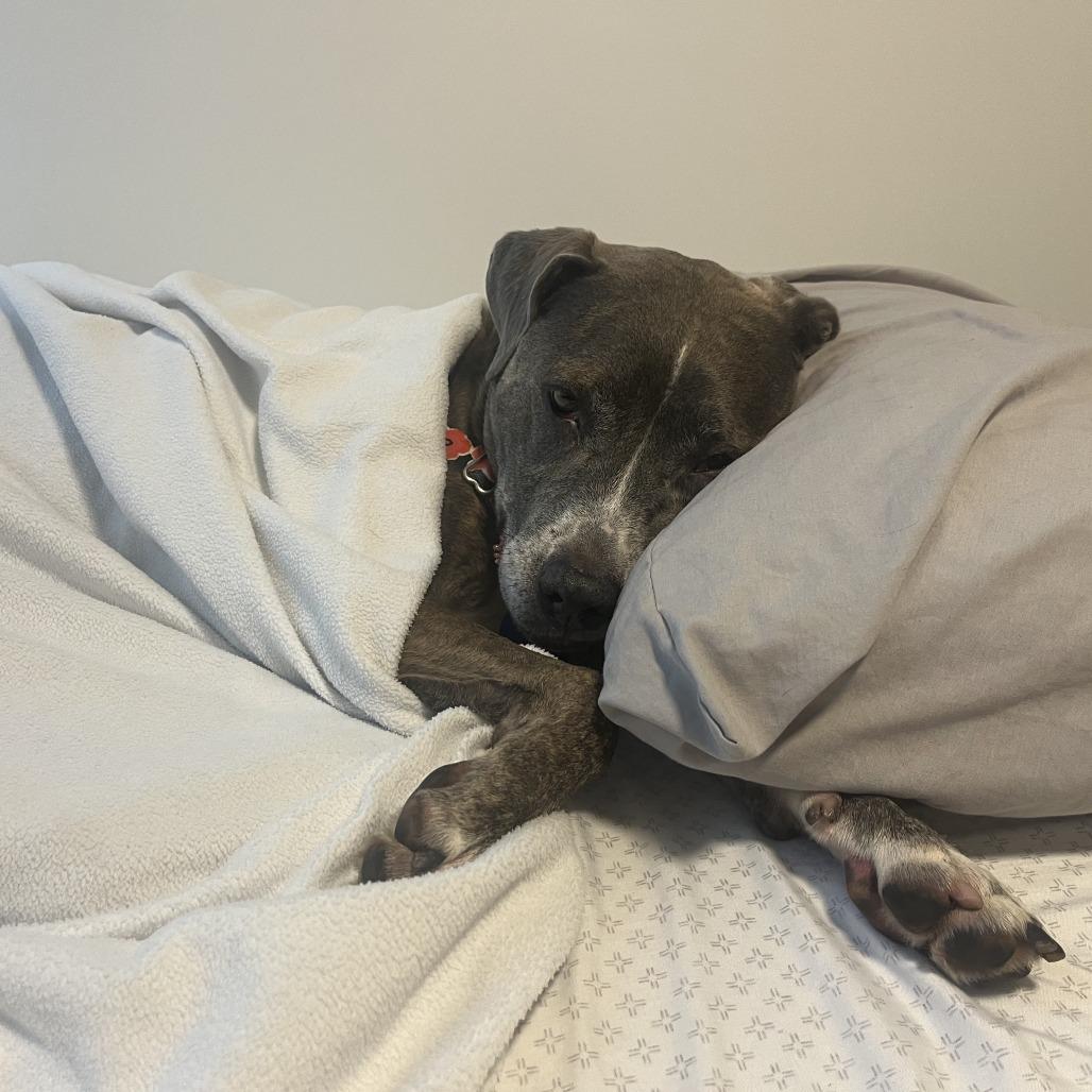 Luna May, Adoptable, Senior Female Terrier & Mixed Breed.