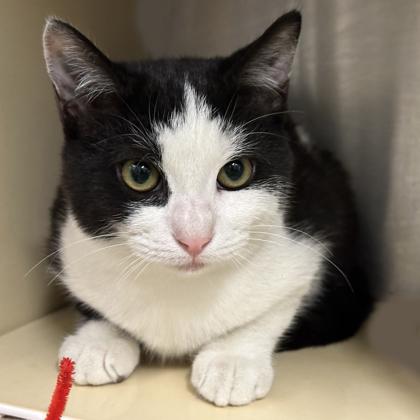 Barney, Adoptable, Kitten Male Domestic Short Hair & Domestic Short Hair.