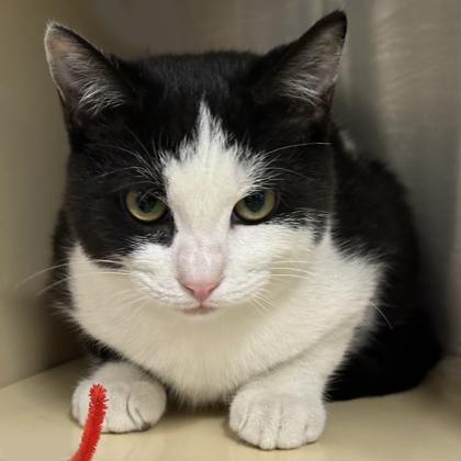 Enlarge Barney, a Adoptable Domestic Short Hair in Voorhees, NJ image 2/2
