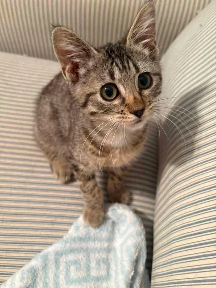Enlarge Bourbon, a Adopted Domestic Short Hair in Manhattan, KS image 1/4