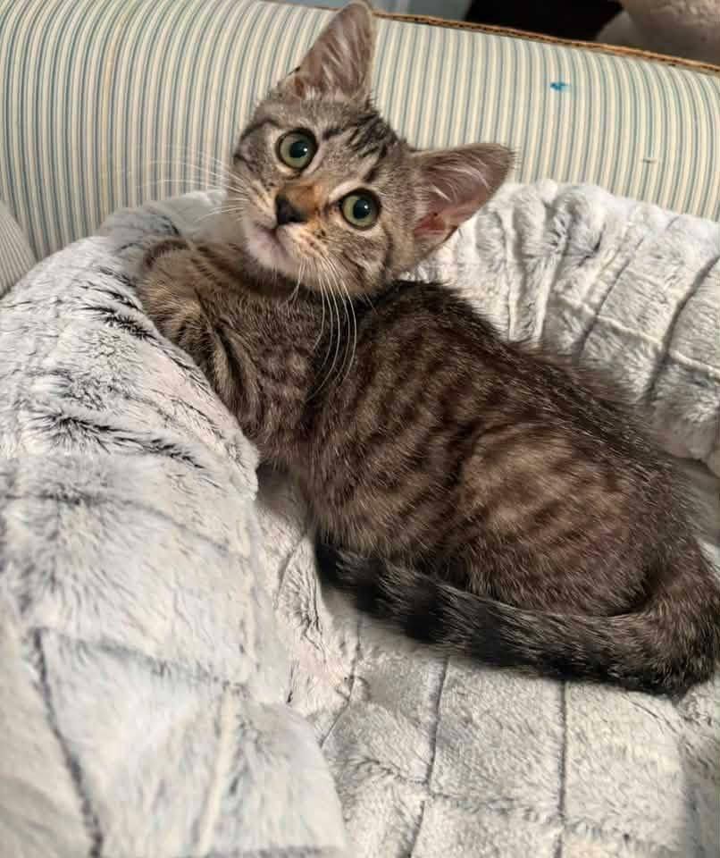 Enlarge Bourbon, a Adopted Domestic Short Hair in Manhattan, KS image 3/4