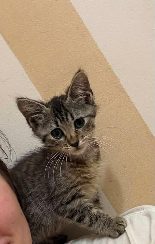 Enlarge Bourbon, a Adopted Domestic Short Hair in Manhattan, KS image 4/4