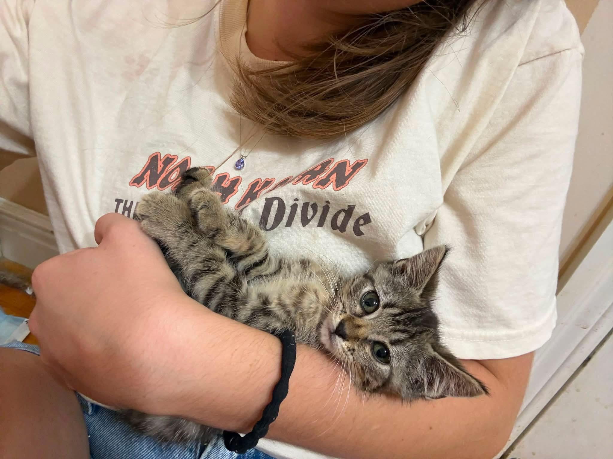 Enlarge Bourbon, a Adopted Domestic Short Hair in Manhattan, KS image 2/4