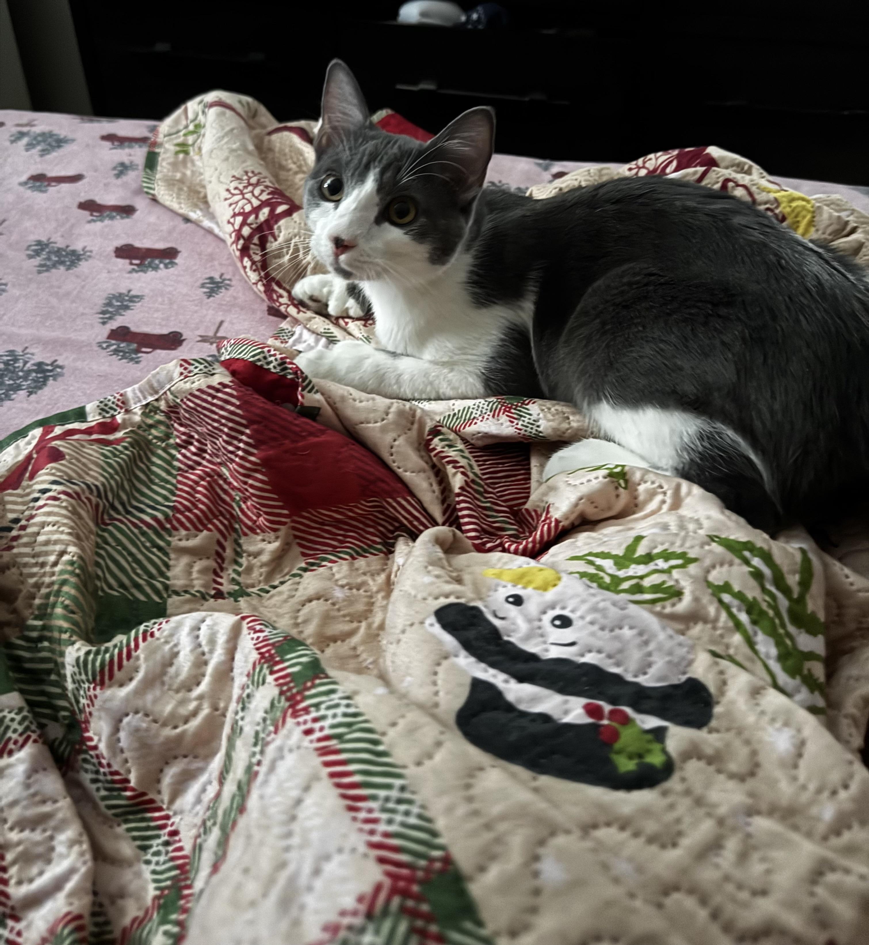 Enlarge Lady Purabelle , a ADOPTABLE Domestic Short Hair in Canton, MA image 3/4