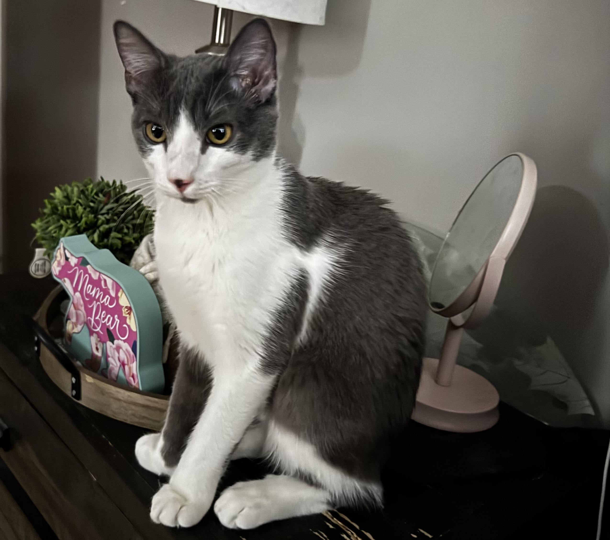 Lady Purabelle , ADOPTABLE, Young Female Domestic Short Hair.