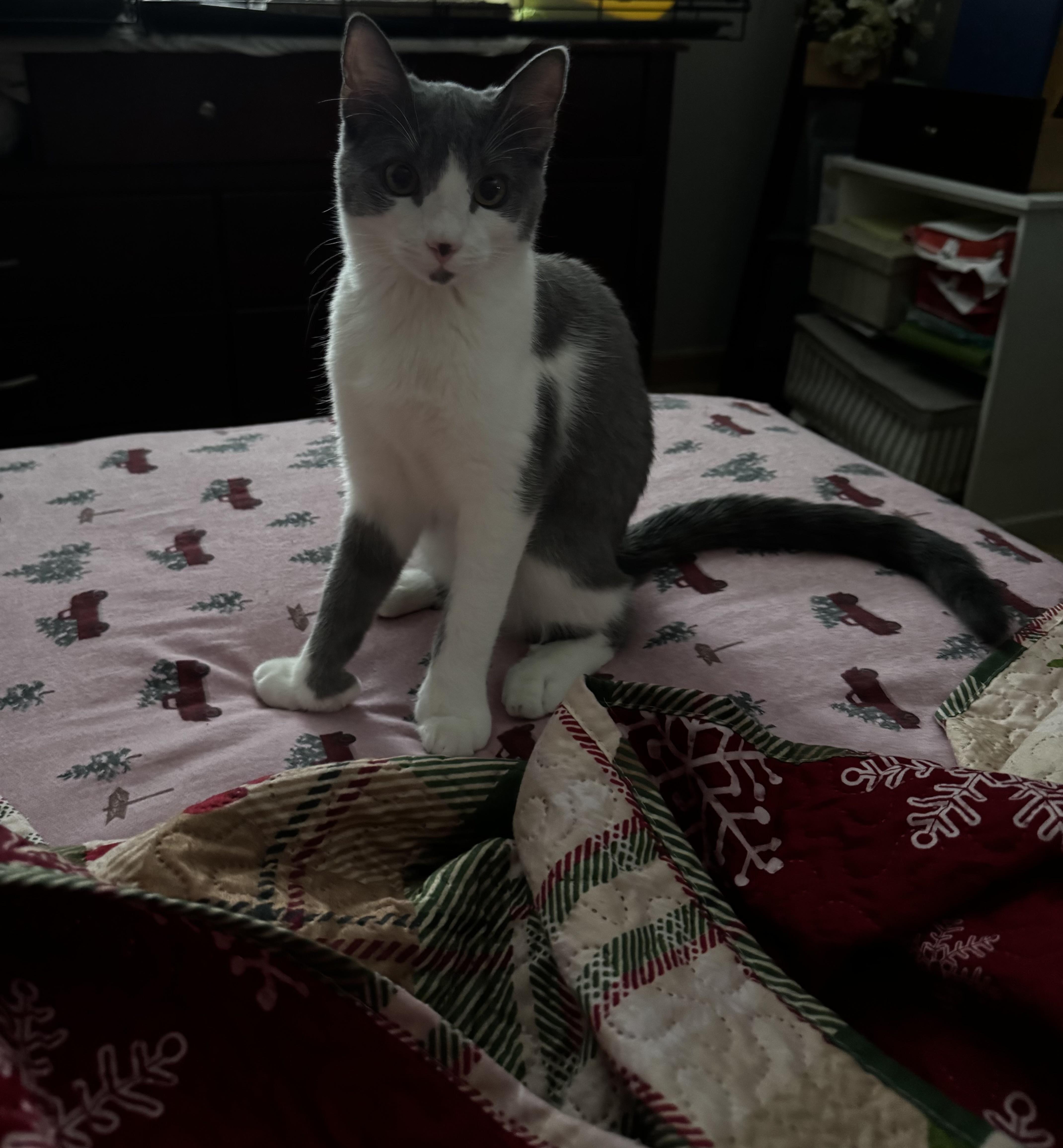 Enlarge Lady Purabelle , a ADOPTABLE Domestic Short Hair in Canton, MA image 2/4