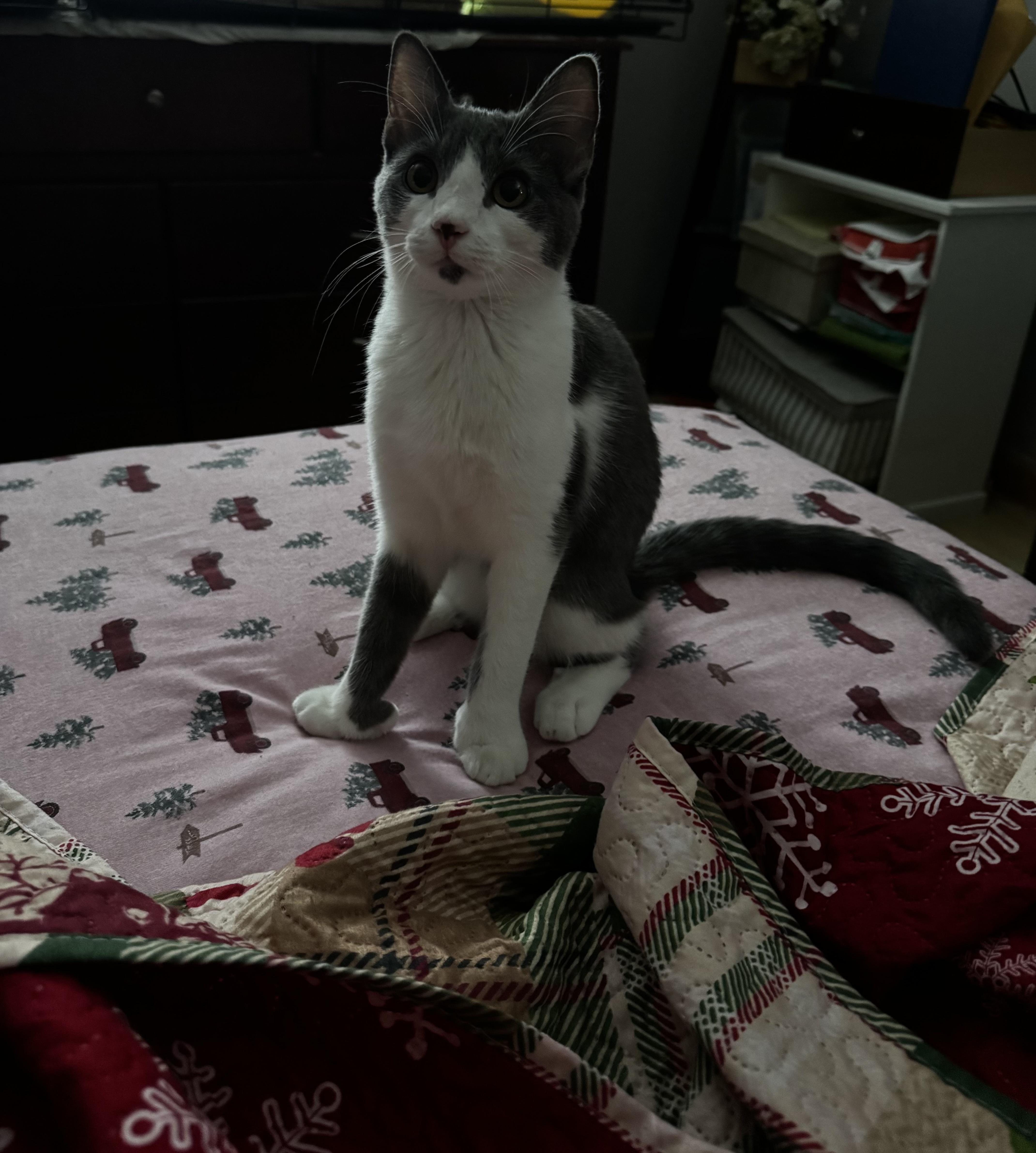 Enlarge Lady Purabelle , a ADOPTABLE Domestic Short Hair in Canton, MA image 4/4