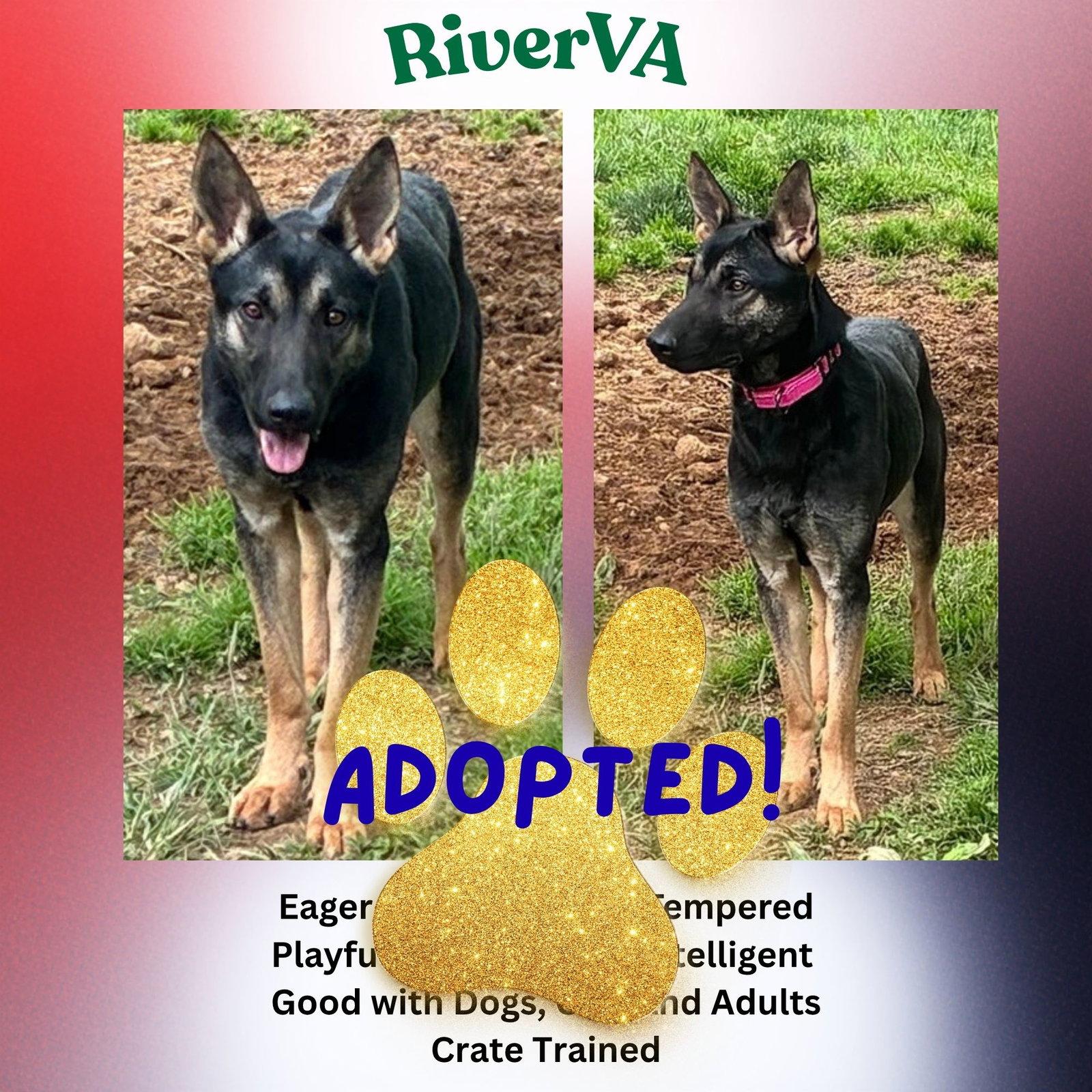 RiverVA, Adopted, Adult Female German Shepherd Dog.