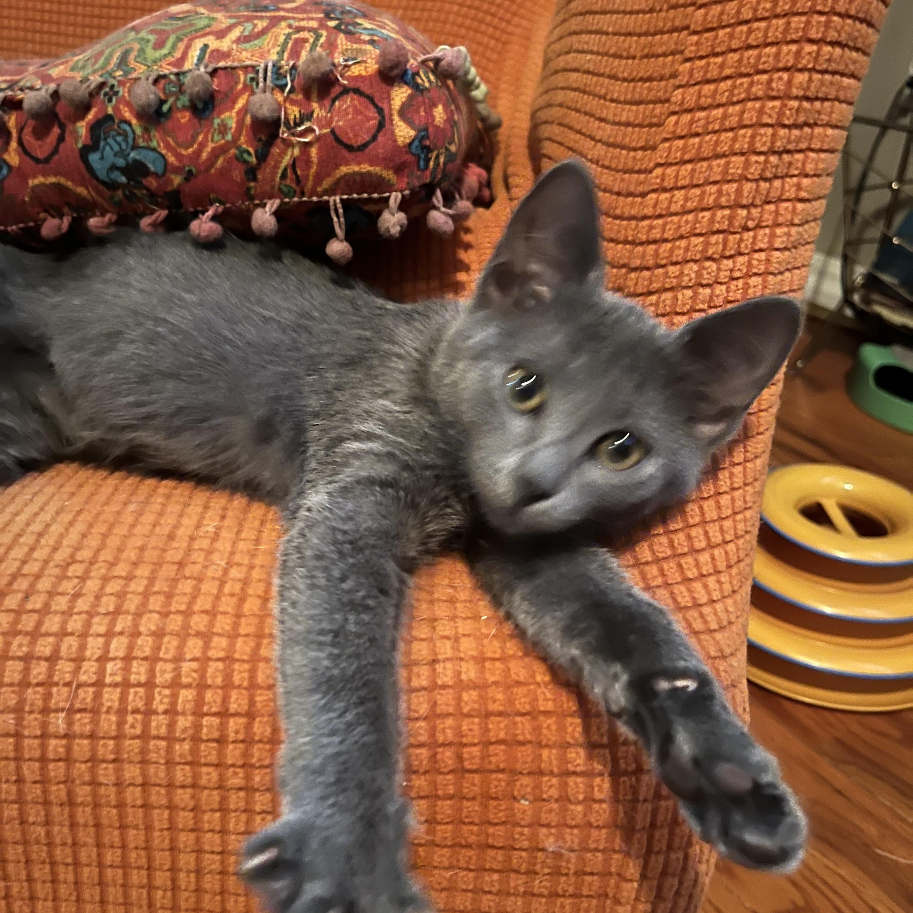 Cats for Adoption Near Valley Center, KS | Petfinder