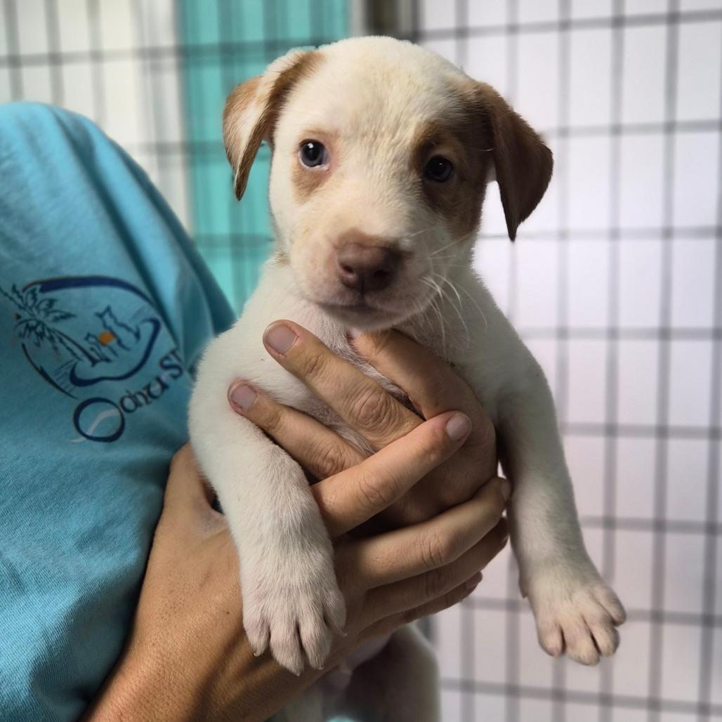 Enlarge Baja Blast, a Adoptable Shepherd in Wahiawa, HI image 3/4