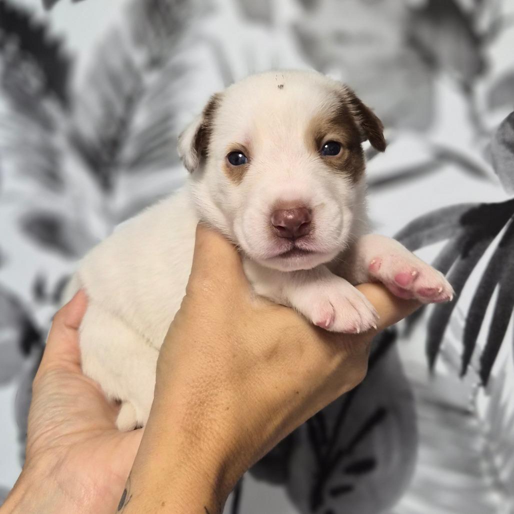Enlarge Baja Blast, a Adoptable Shepherd in Wahiawa, HI image 4/4