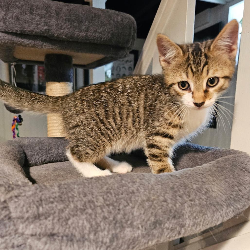 Enlarge Oscar, a Adoptable Domestic Short Hair in Southington, OH image 1/1