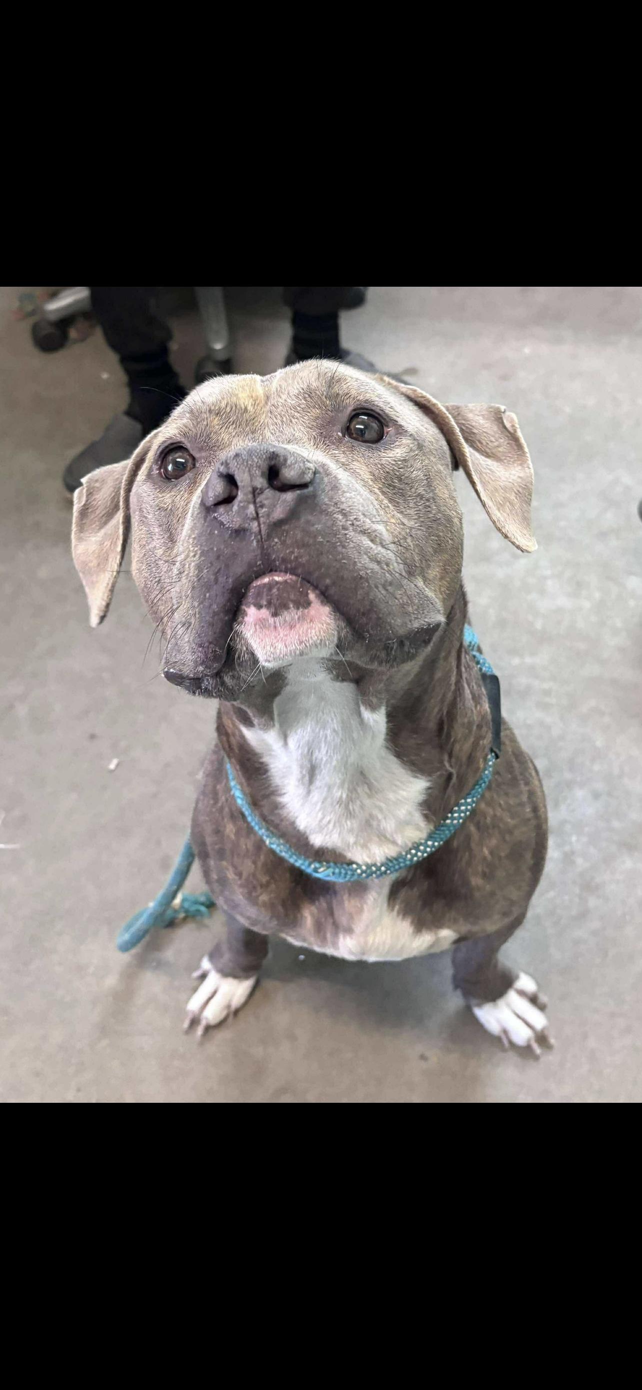 Kuvo, Adoptable, Adult Male Mixed Breed.