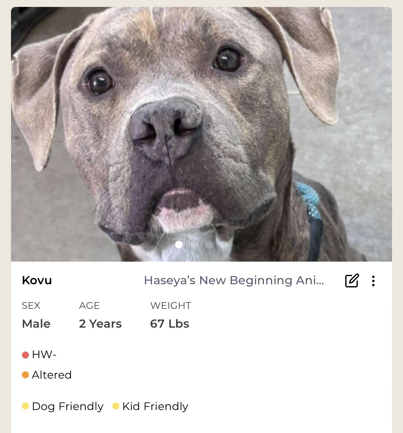 Kuvo, a Adoptable Mixed Breed in Rayne, LA image 2/4