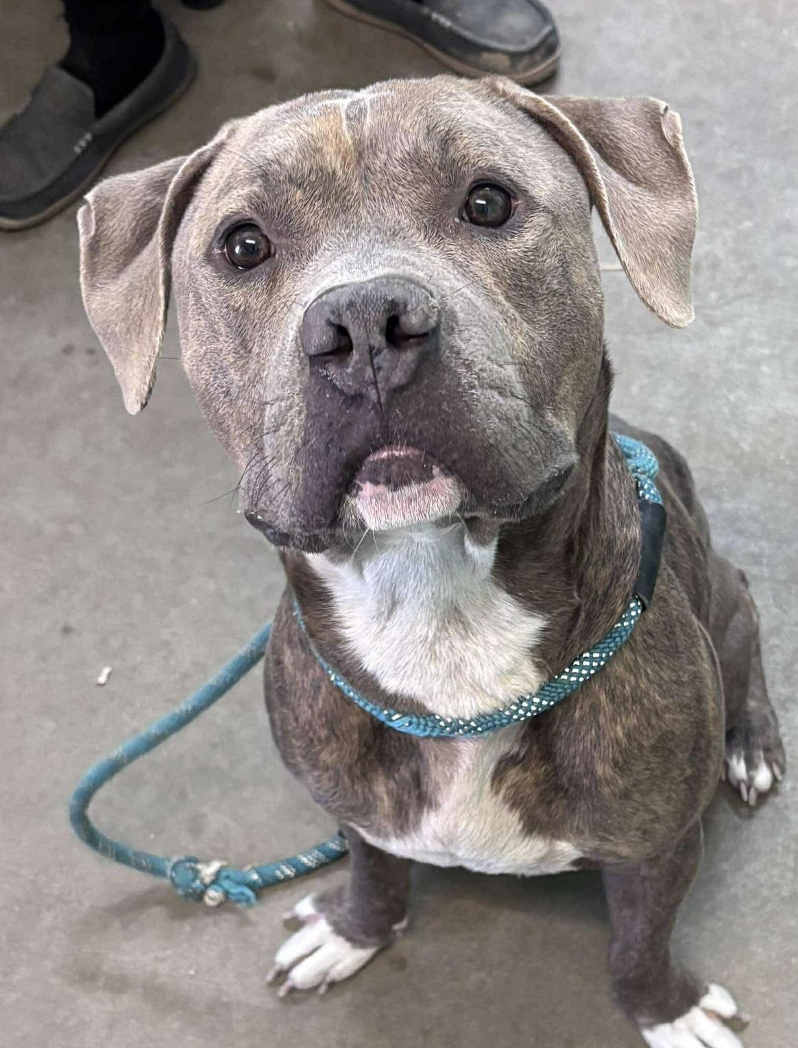 Kuvo, a Adoptable Mixed Breed in Rayne, LA image 3/4