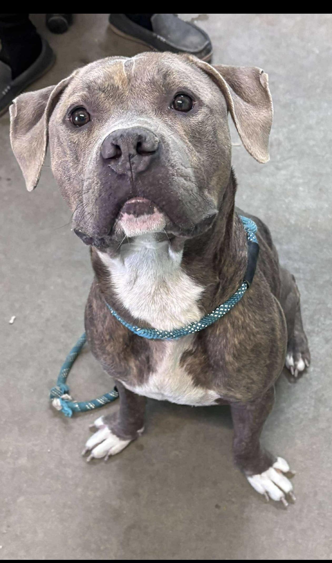 Kuvo, a Adoptable Mixed Breed in Rayne, LA image 4/4