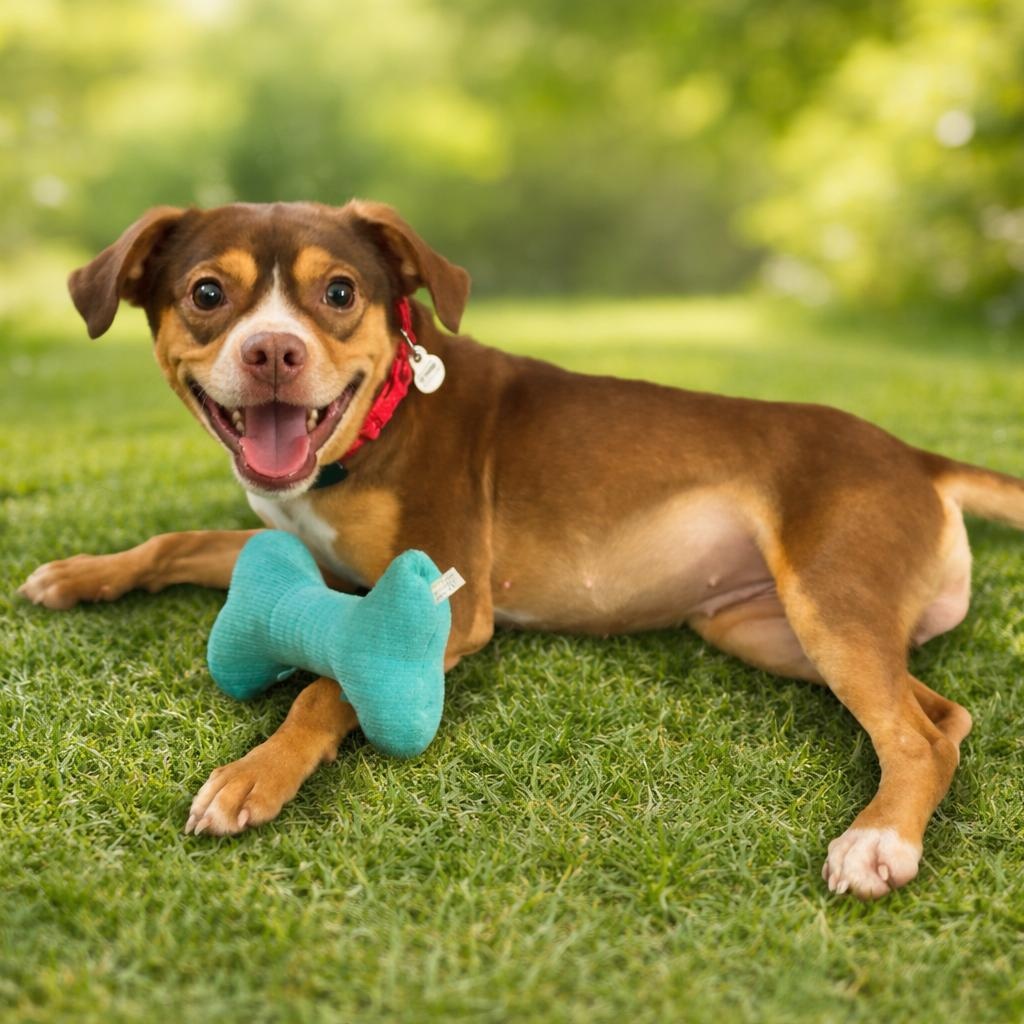 Enlarge Rosie, an adopted mixed breed in Mount Prospect, IL image 1/6