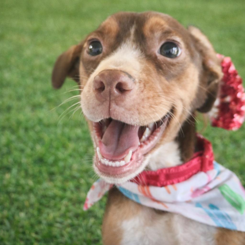 Enlarge Rosie, an adopted mixed breed in Mount Prospect, IL image 2/6