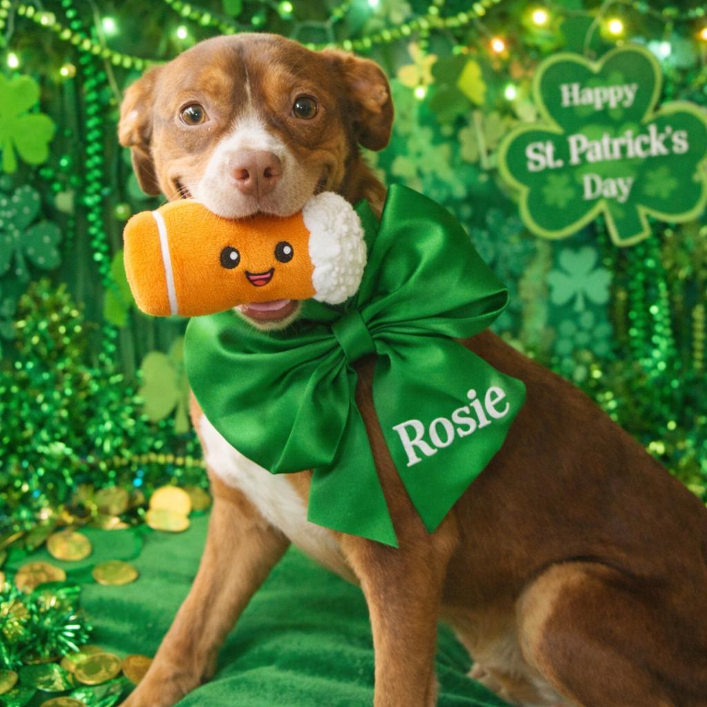 Enlarge Rosie, an adopted mixed breed in Mount Prospect, IL image 3/6
