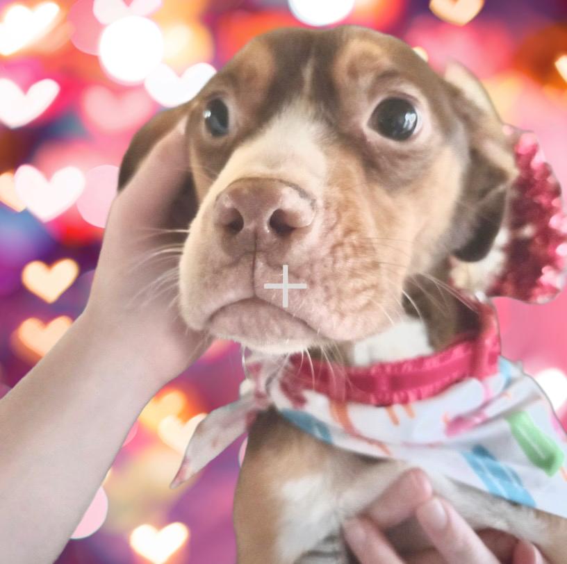 Rosie, a ADOPTABLE mixed breed in Mount Prospect, IL image 6/6