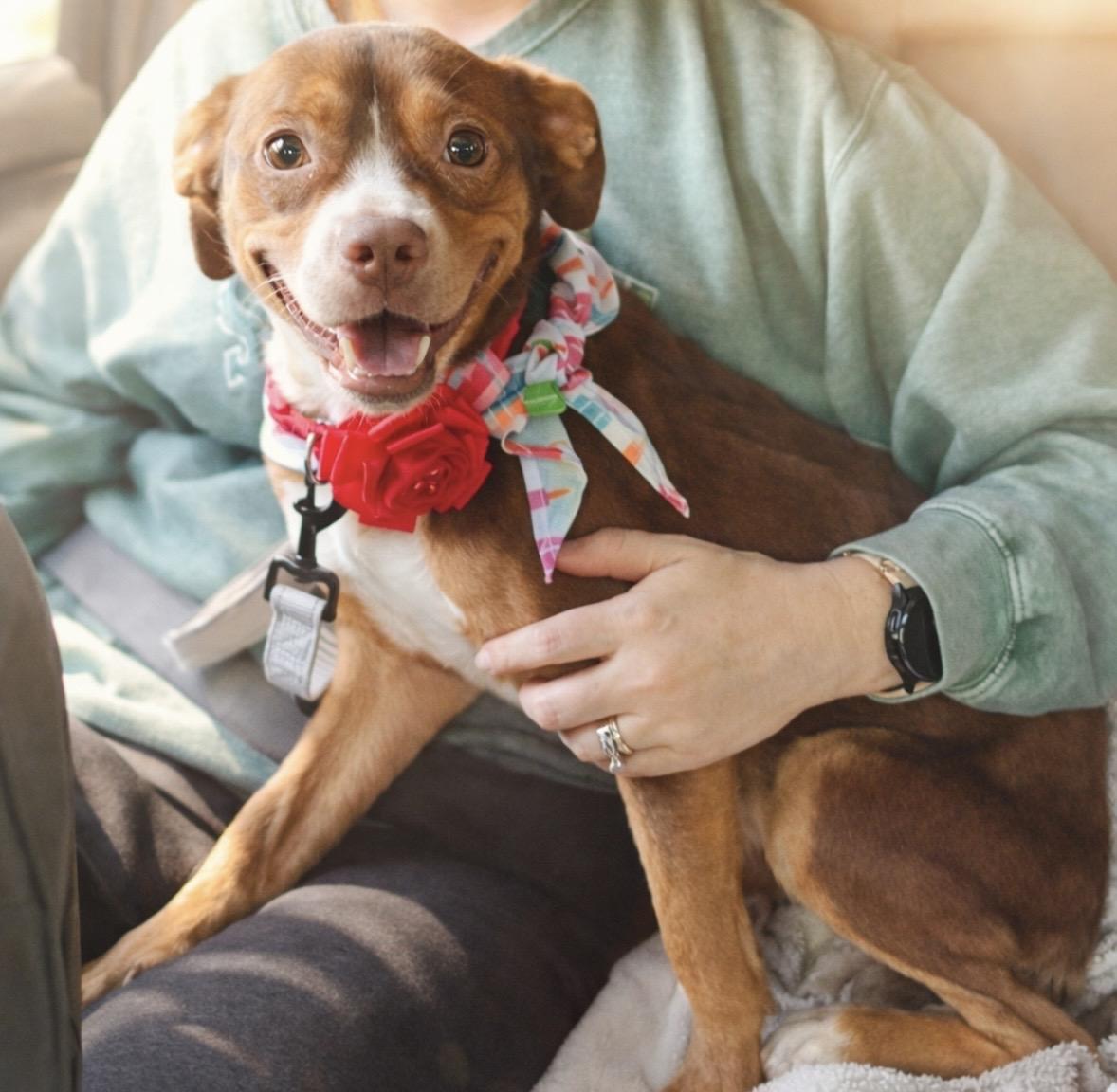 Rosie, a ADOPTABLE mixed breed in Mount Prospect, IL image 2/6
