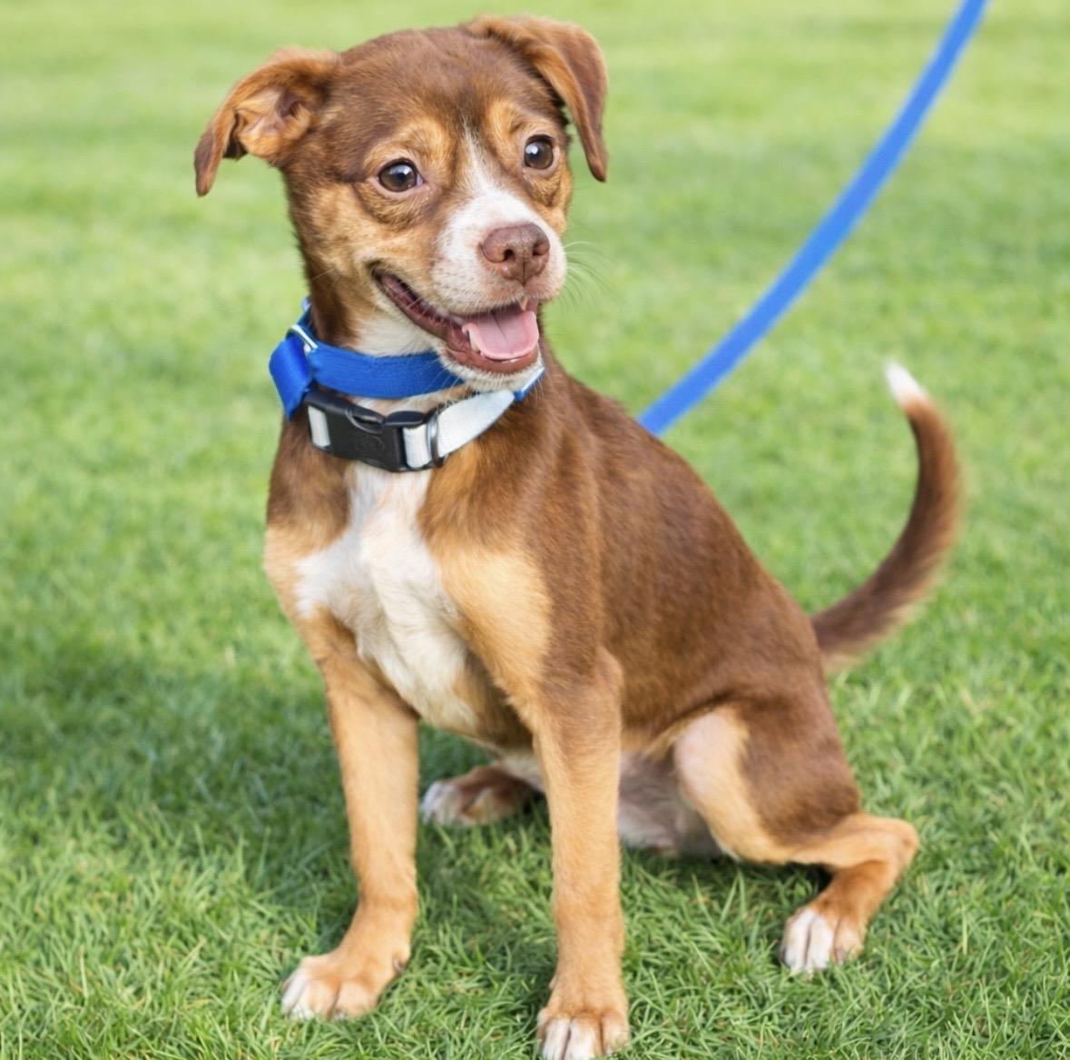 Rosie, a ADOPTABLE mixed breed in Mount Prospect, IL image 1/6