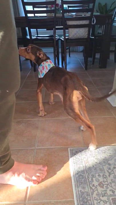 Enlarge Rosie, a ADOPTABLE mixed breed in Mount Prospect, IL video 5/6