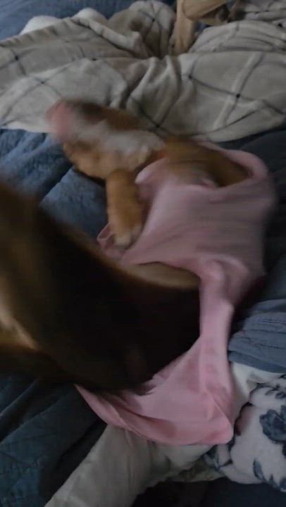 Enlarge Rosie, a ADOPTABLE mixed breed in Mount Prospect, IL video 4/6