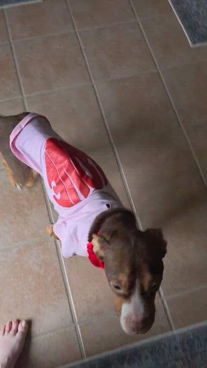 Enlarge Rosie, a ADOPTABLE mixed breed in Mount Prospect, IL video 3/6