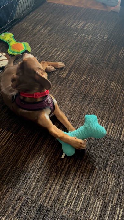 Enlarge Rosie, an adopted mixed breed in Mount Prospect, IL video 6/6