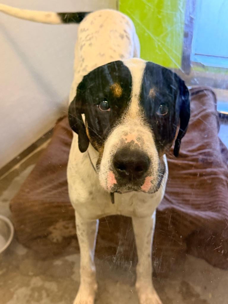 Enlarge Baxter, a Adoptable mixed breed in Neosho, MO image 1/1