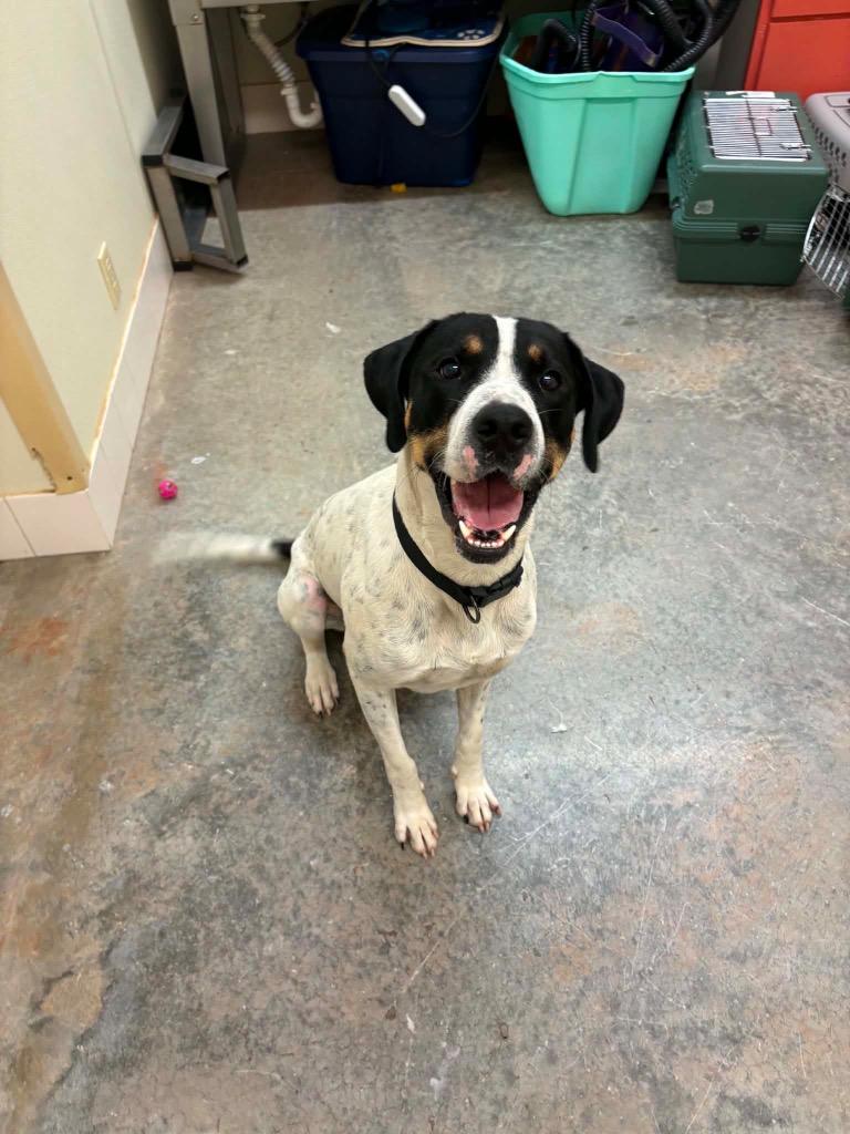 Enlarge Baxter, a Adoptable mixed breed in Neosho, MO image 2/5