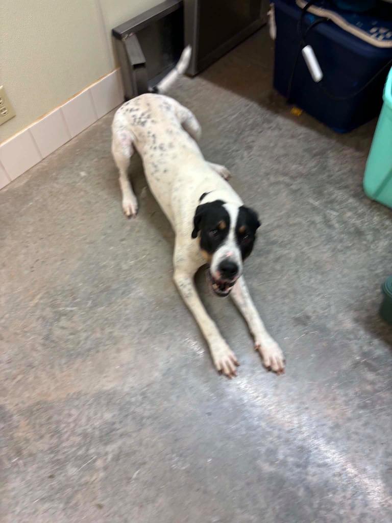 Enlarge Baxter, a Adoptable mixed breed in Neosho, MO image 3/5