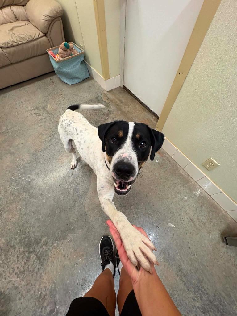 Enlarge Baxter, a Adoptable mixed breed in Neosho, MO image 5/5