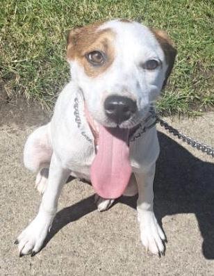 Justice, Baby Female Hound