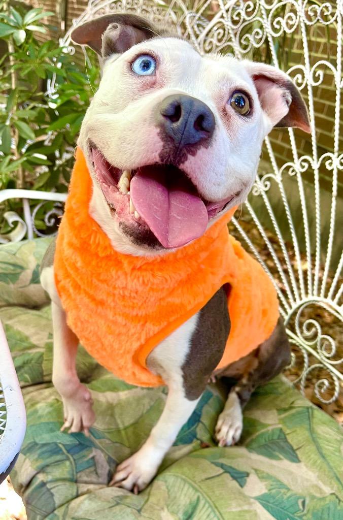 Lucinda, a Adoptable mixed breed in Princeton, MA image 1/4