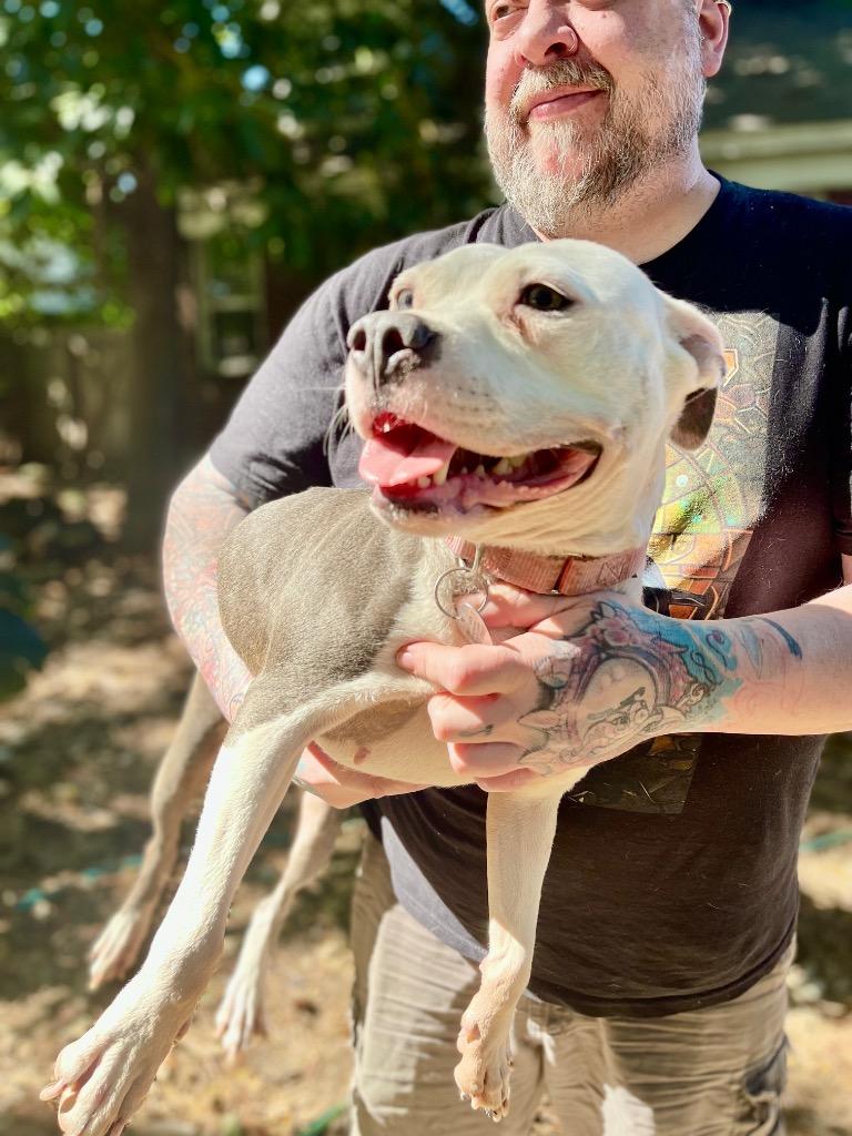 Enlarge Lucinda, a Adoptable mixed breed in Princeton, MA image 1/4