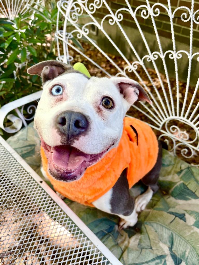 Lucinda, a Adoptable mixed breed in Princeton, MA image 3/4