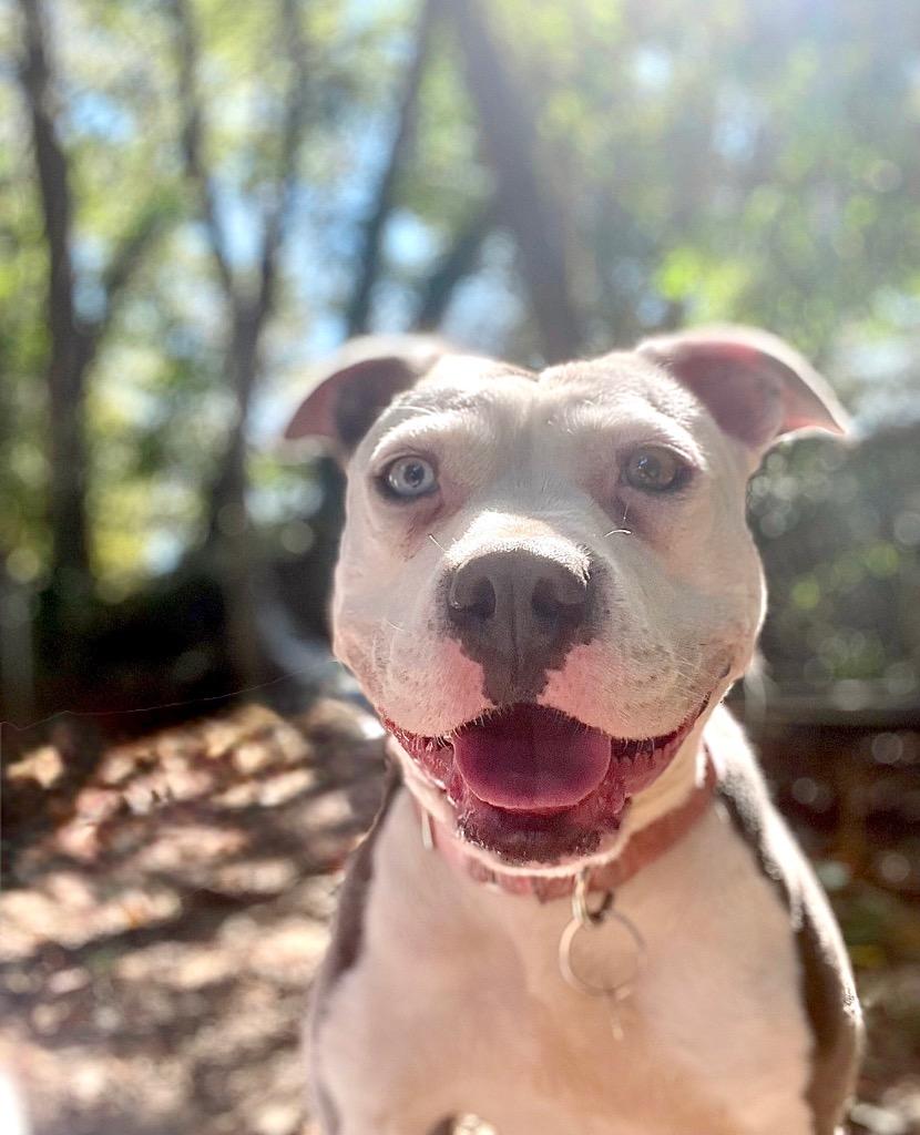 Lucinda, a Adoptable mixed breed in Princeton, MA image 4/4