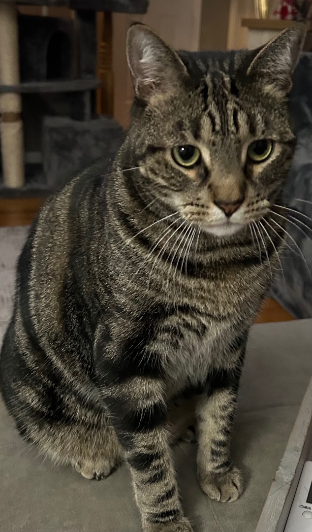 Chuck, Adoptable, Adult Male Tabby & Domestic Short Hair.