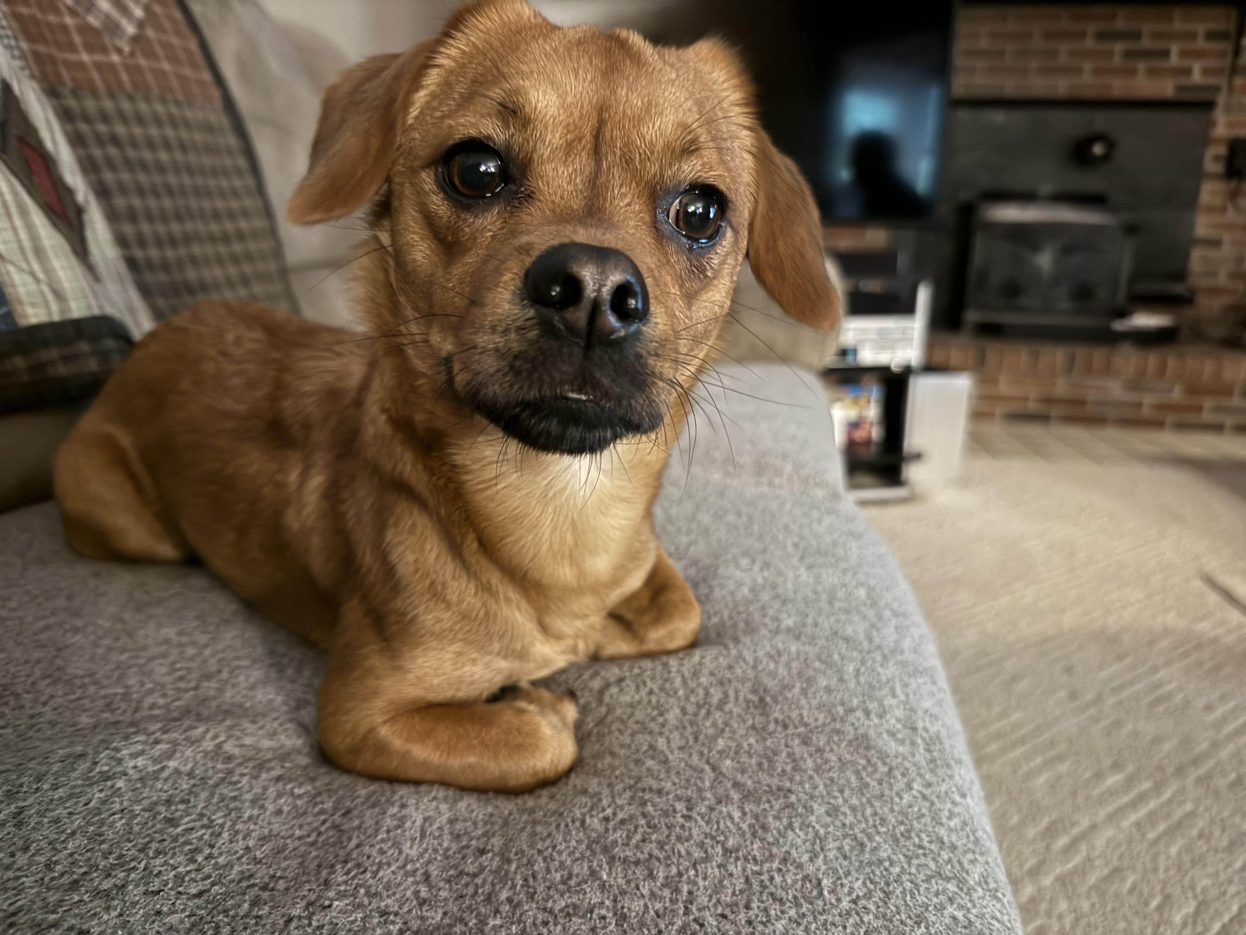 Enlarge Cara -- Courtesy Post, a Adopted mixed breed in Frederick, MD image 1/6