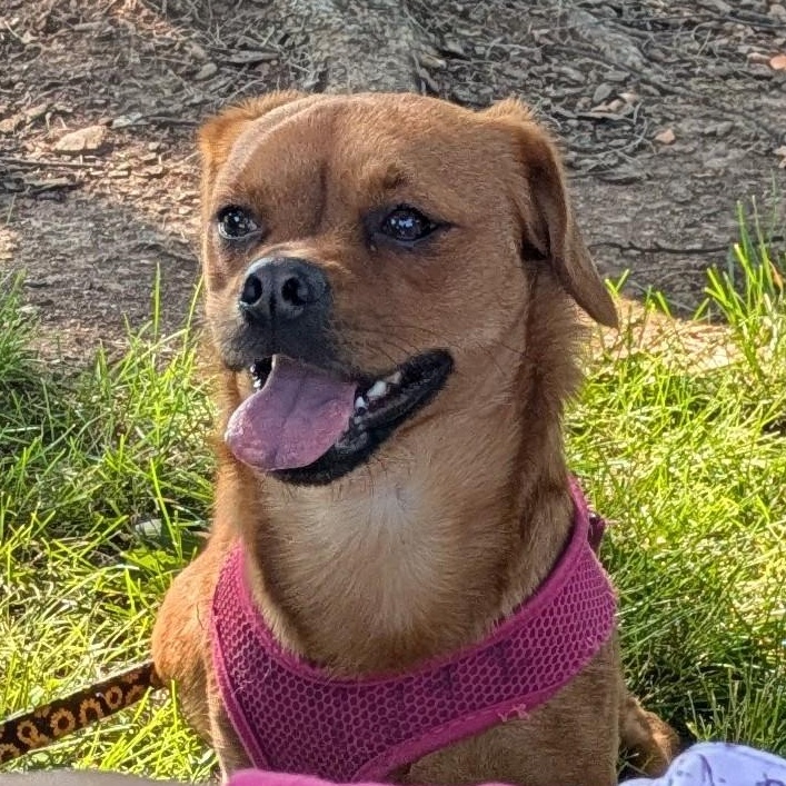 Cara -- Courtesy Post, ADOPTABLE, Young Female Chihuahua & Dachshund.