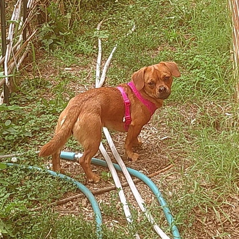 Enlarge Cara -- Courtesy Post, a ADOPTABLE mixed breed in Frederick, MD image 2/6