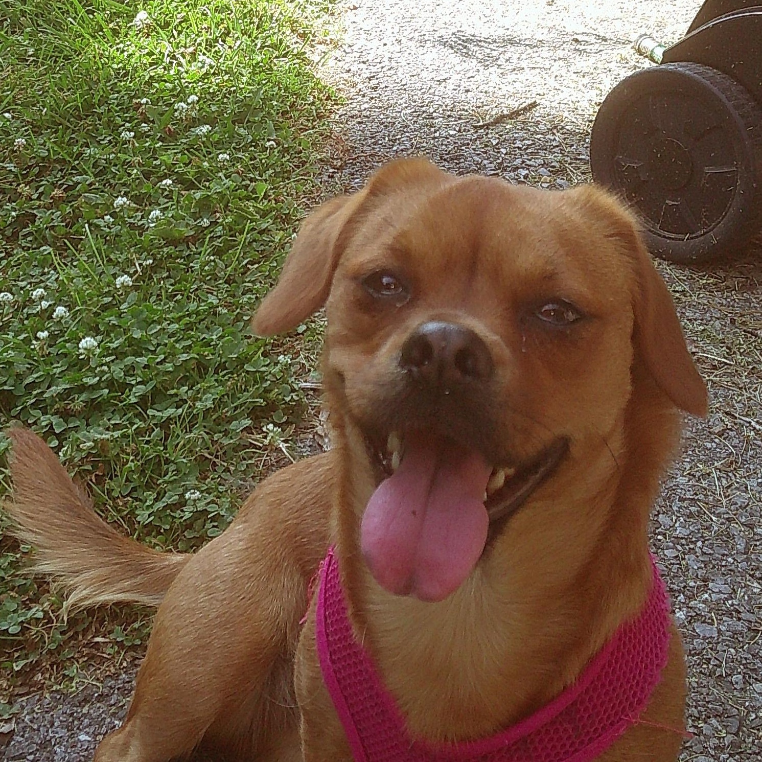 Enlarge Cara -- Courtesy Post, a ADOPTABLE mixed breed in Frederick, MD image 6/6