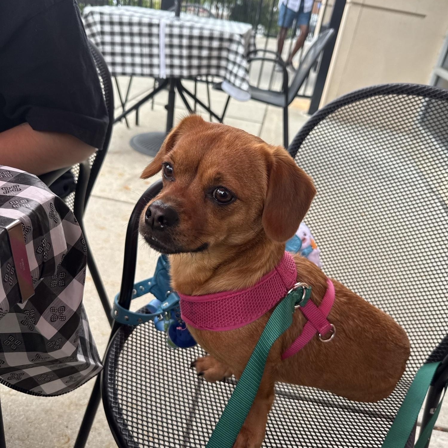 Enlarge Cara -- Courtesy Post, a Adopted mixed breed in Frederick, MD image 2/6