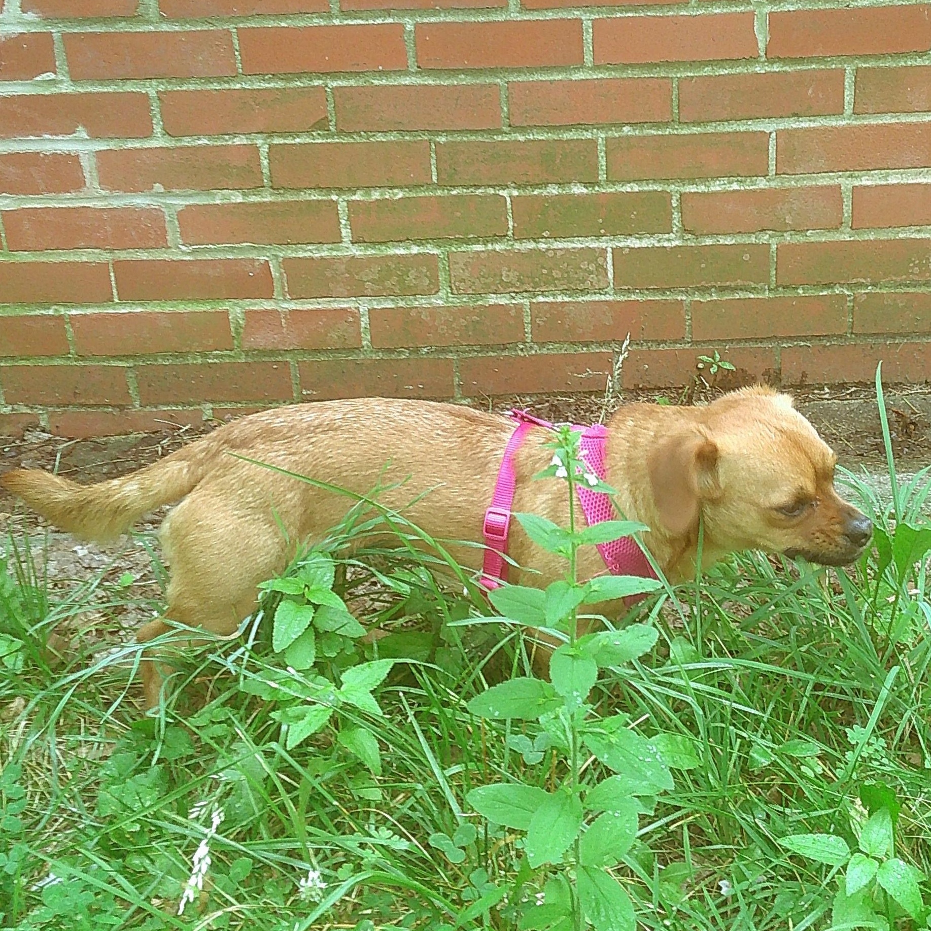Enlarge Cara -- Courtesy Post, a ADOPTABLE mixed breed in Frederick, MD image 3/6
